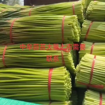 中牟蒜苔