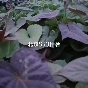 脱毒原原种级，试管苗制种，欢迎新老客户前来选购