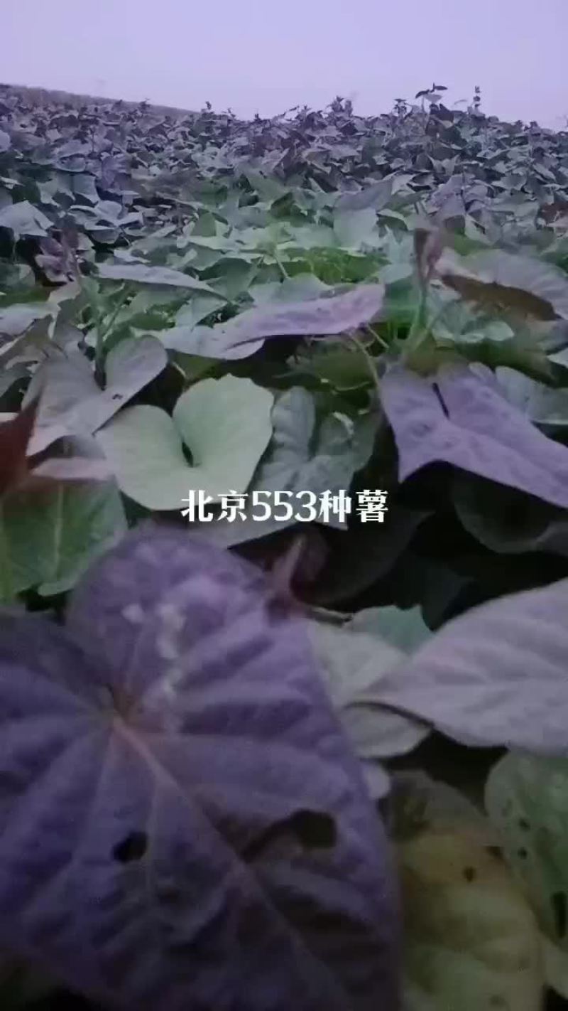 脱毒原原种级，试管苗制种，欢迎新老客户前来选购