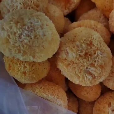 福建省古田县食用菌之都