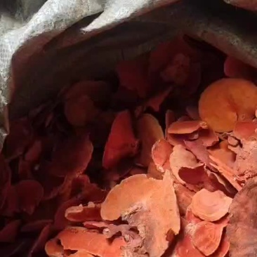 红栓菌