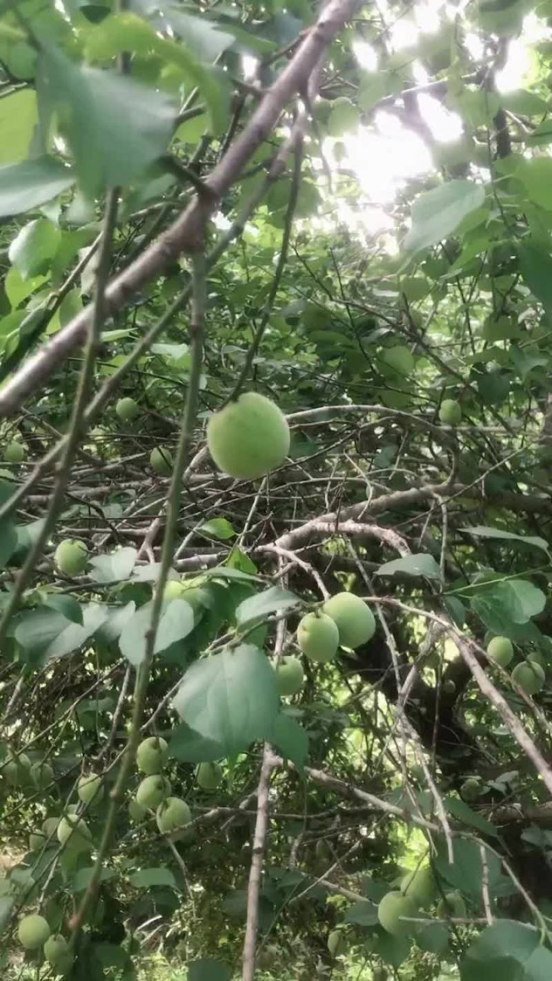梅州大埔青梅