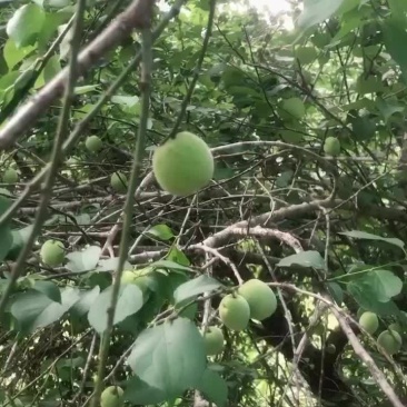 梅州大埔青梅