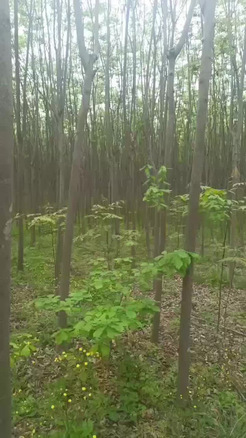 栾树