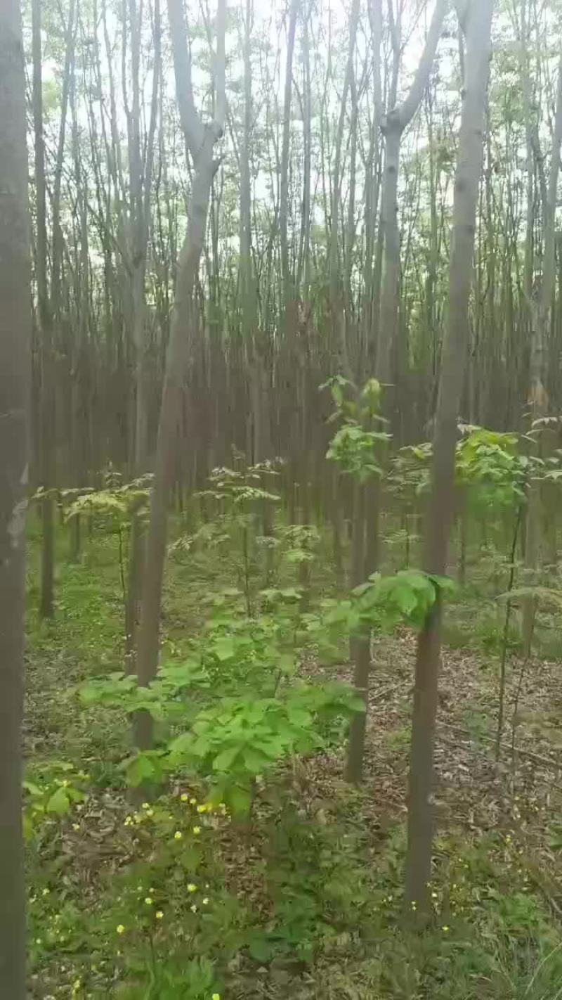 栾树
