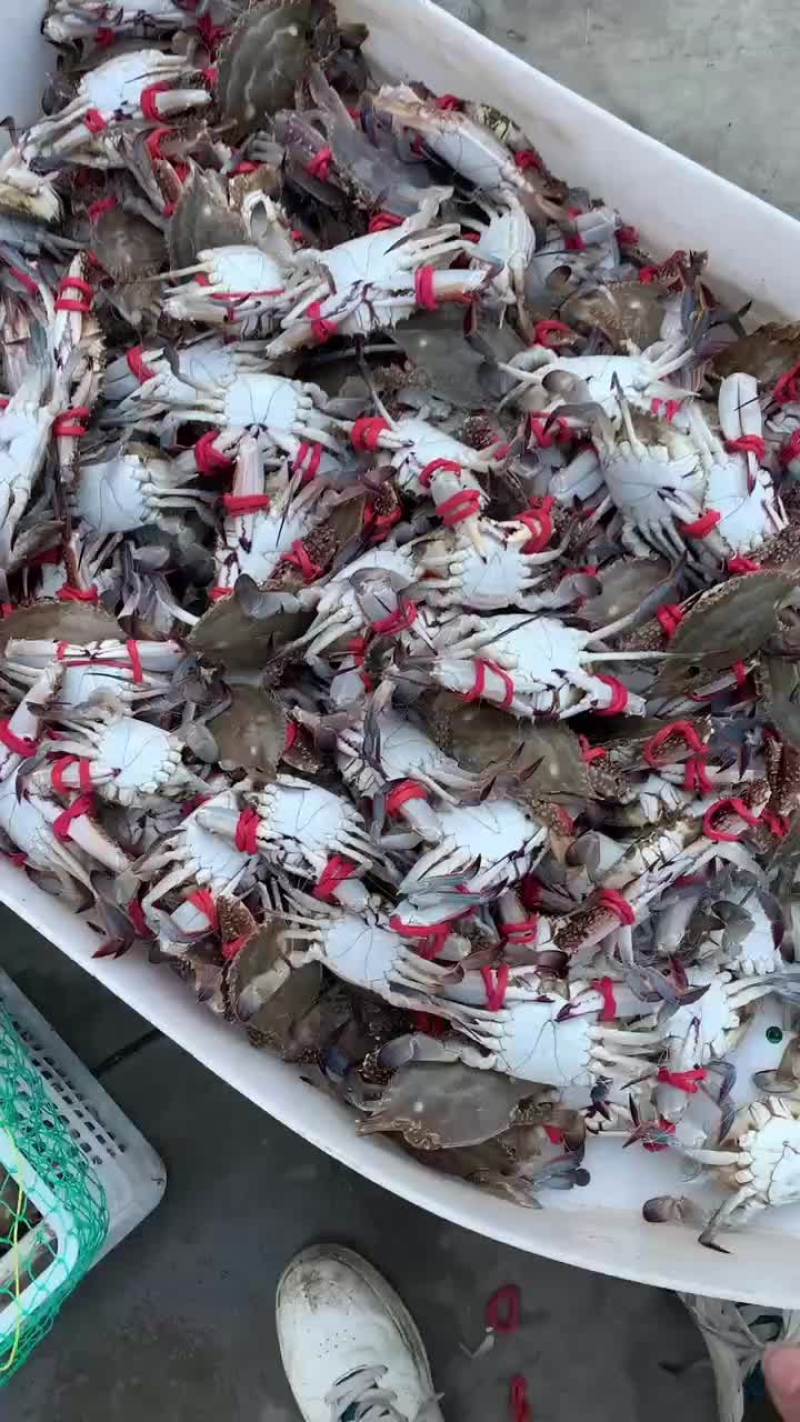 2-3两的梭子蟹，大量有货！