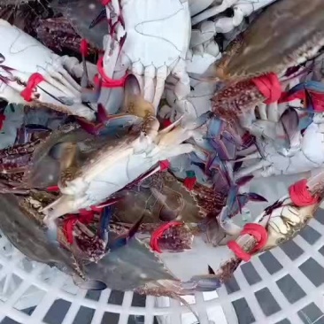 2-3两的梭子蟹，大量有货！