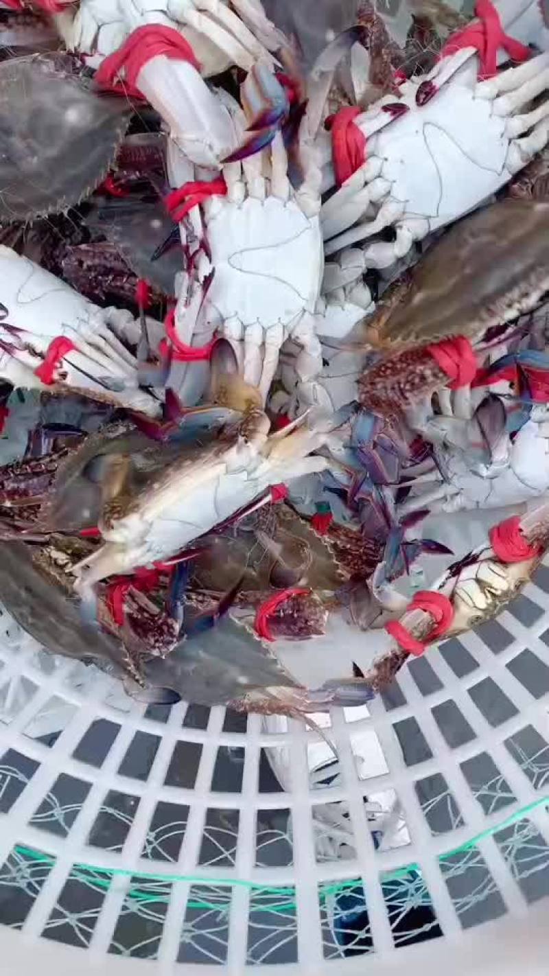 2-3两的梭子蟹，大量有货！