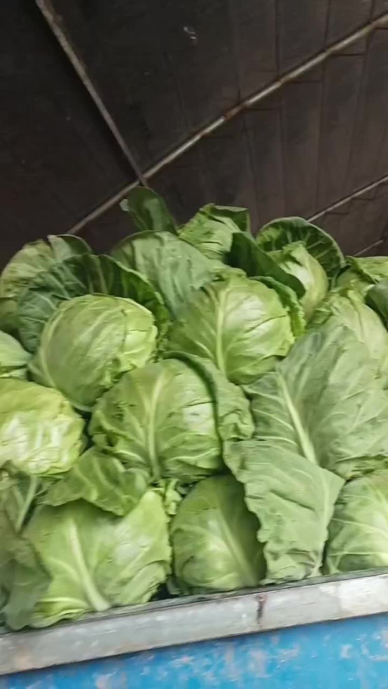 甘蓝