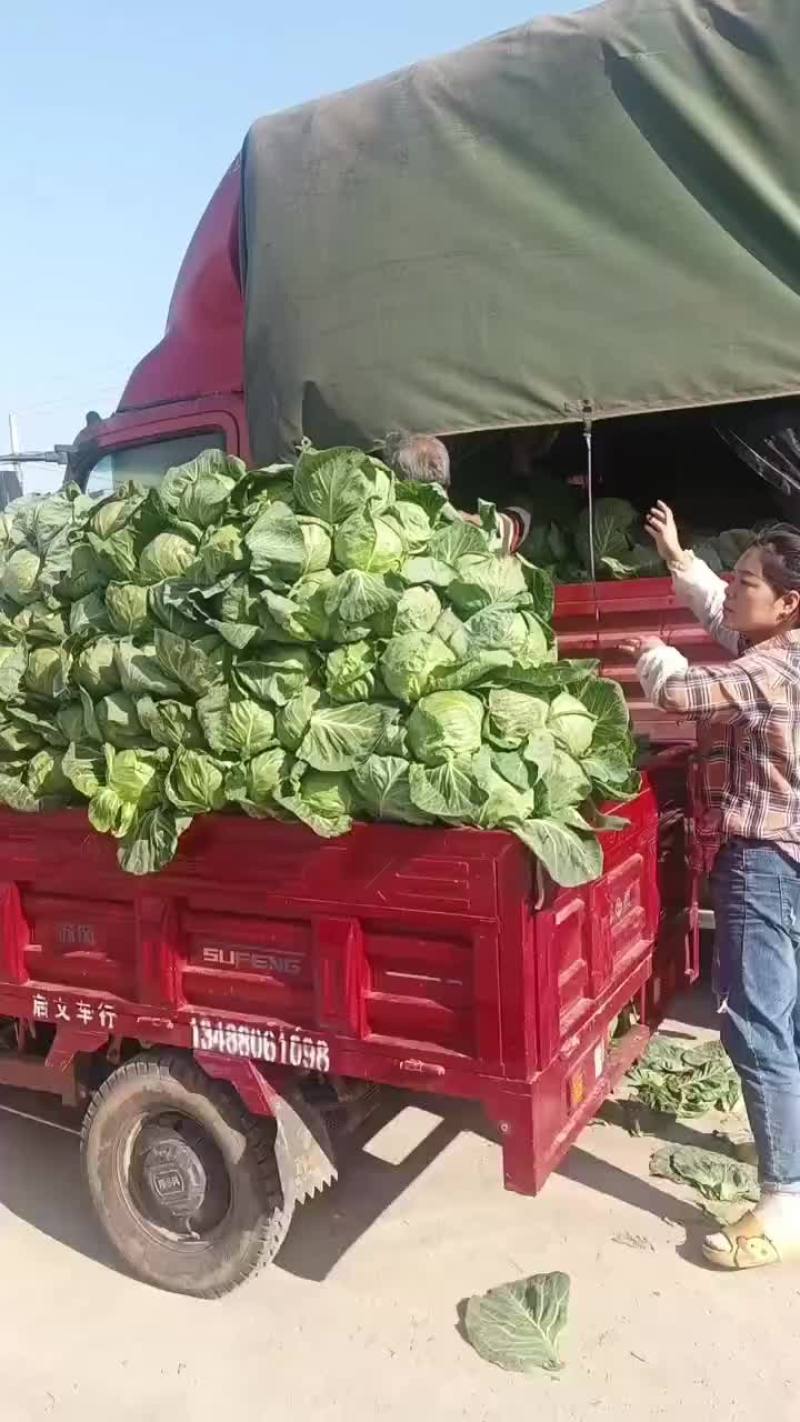 甘蓝