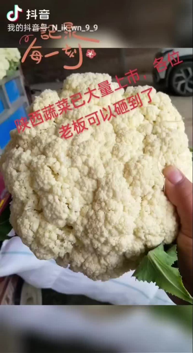 甘蓝