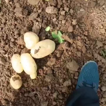 三膜大棚新土豆