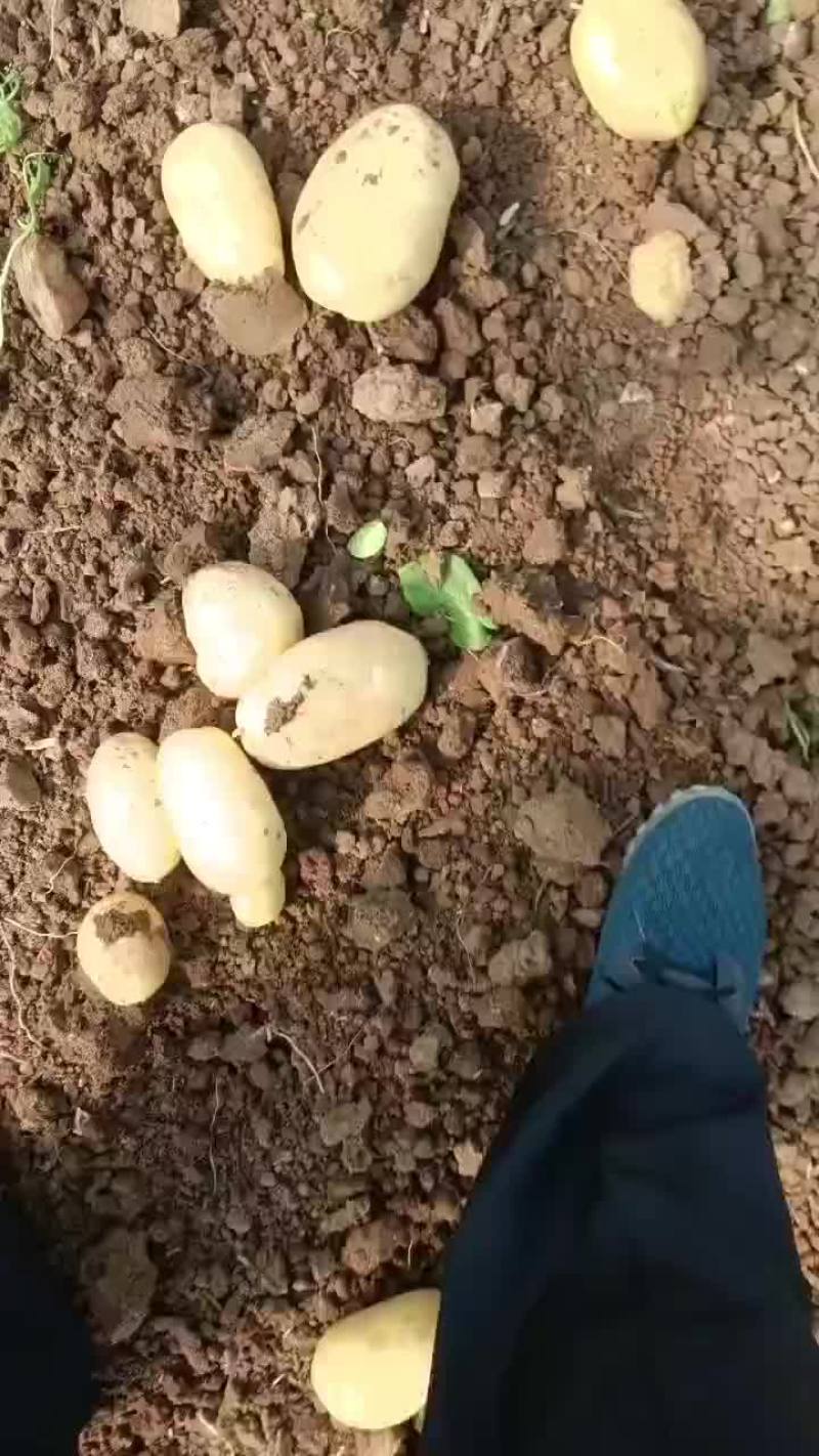 三膜大棚新土豆