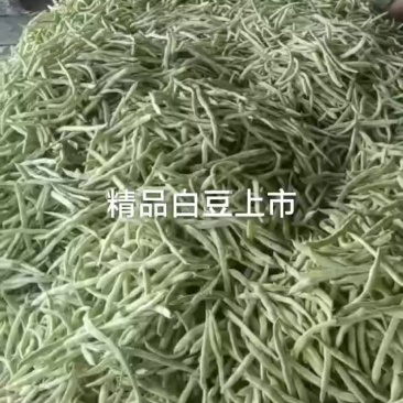 大家好大白芸豆现己大量上市，质量好价格今天收购价4元左右