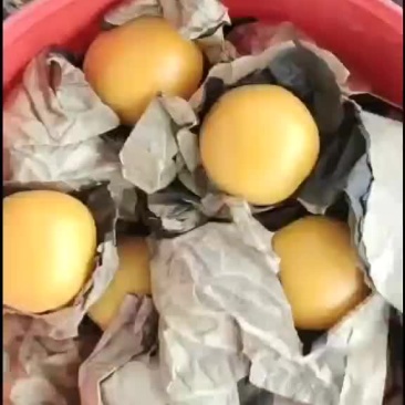 大棚杏