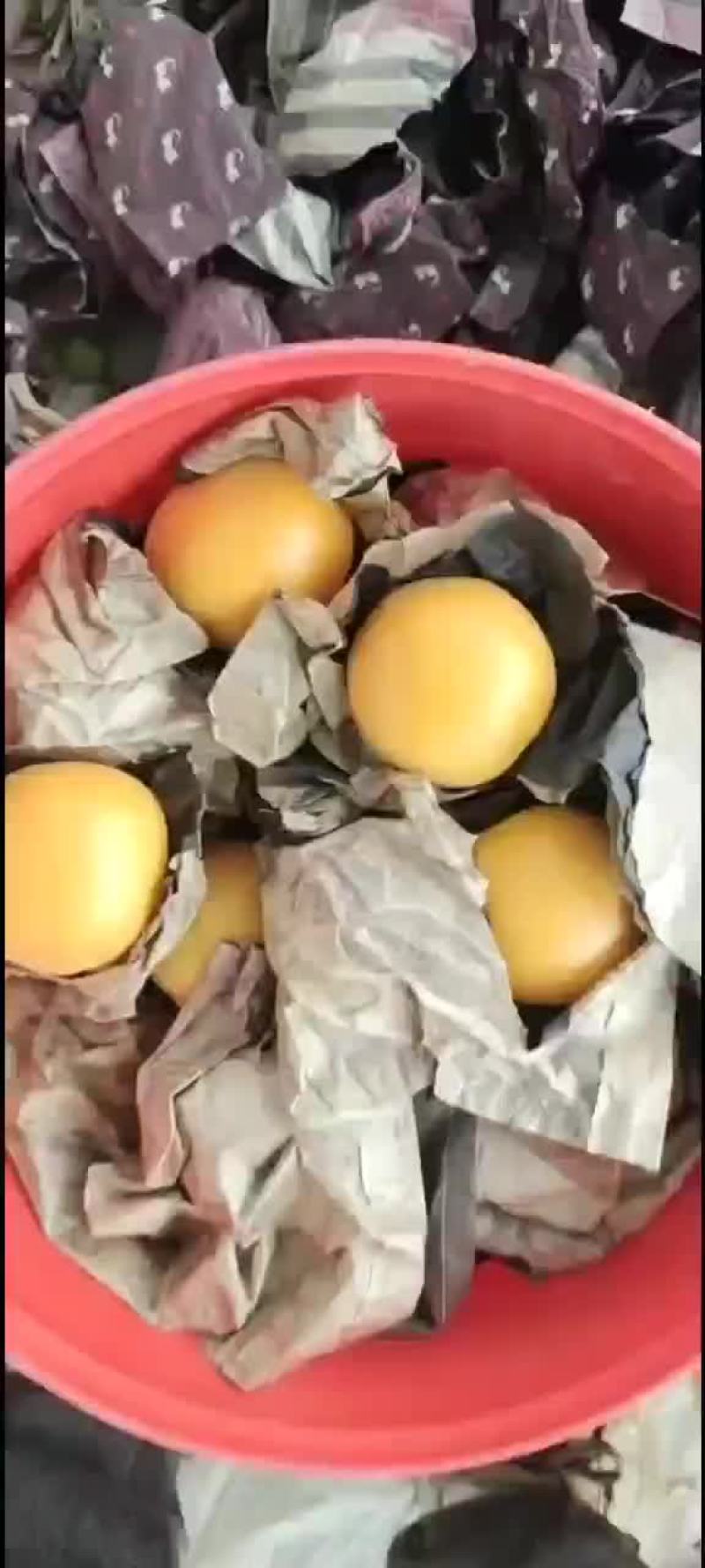 大棚杏