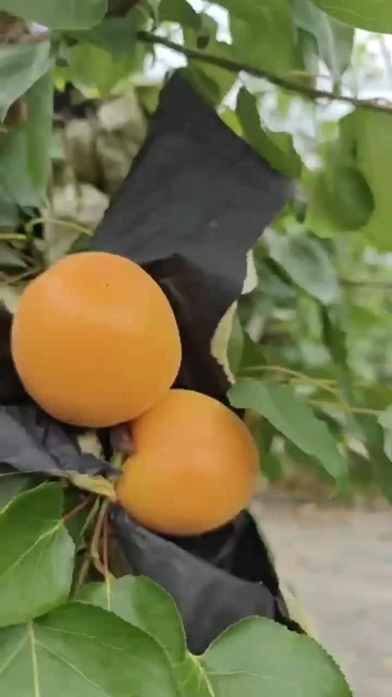 大棚杏