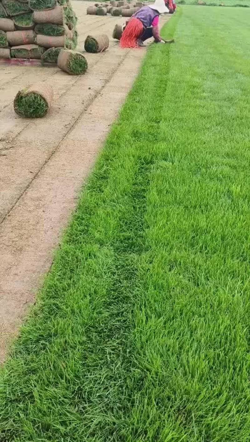 果岭草
