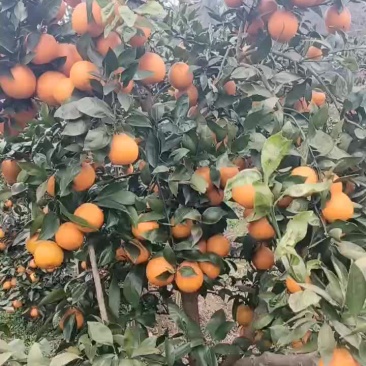 黄果柑产地直销