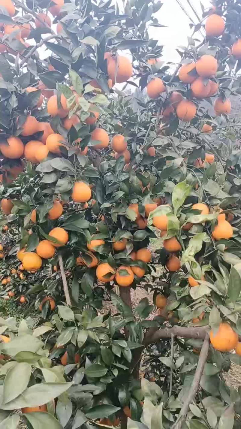 黄果柑产地直销