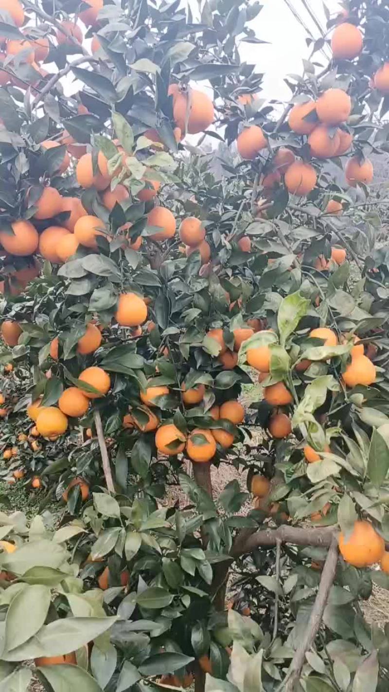 黄果柑产地直销