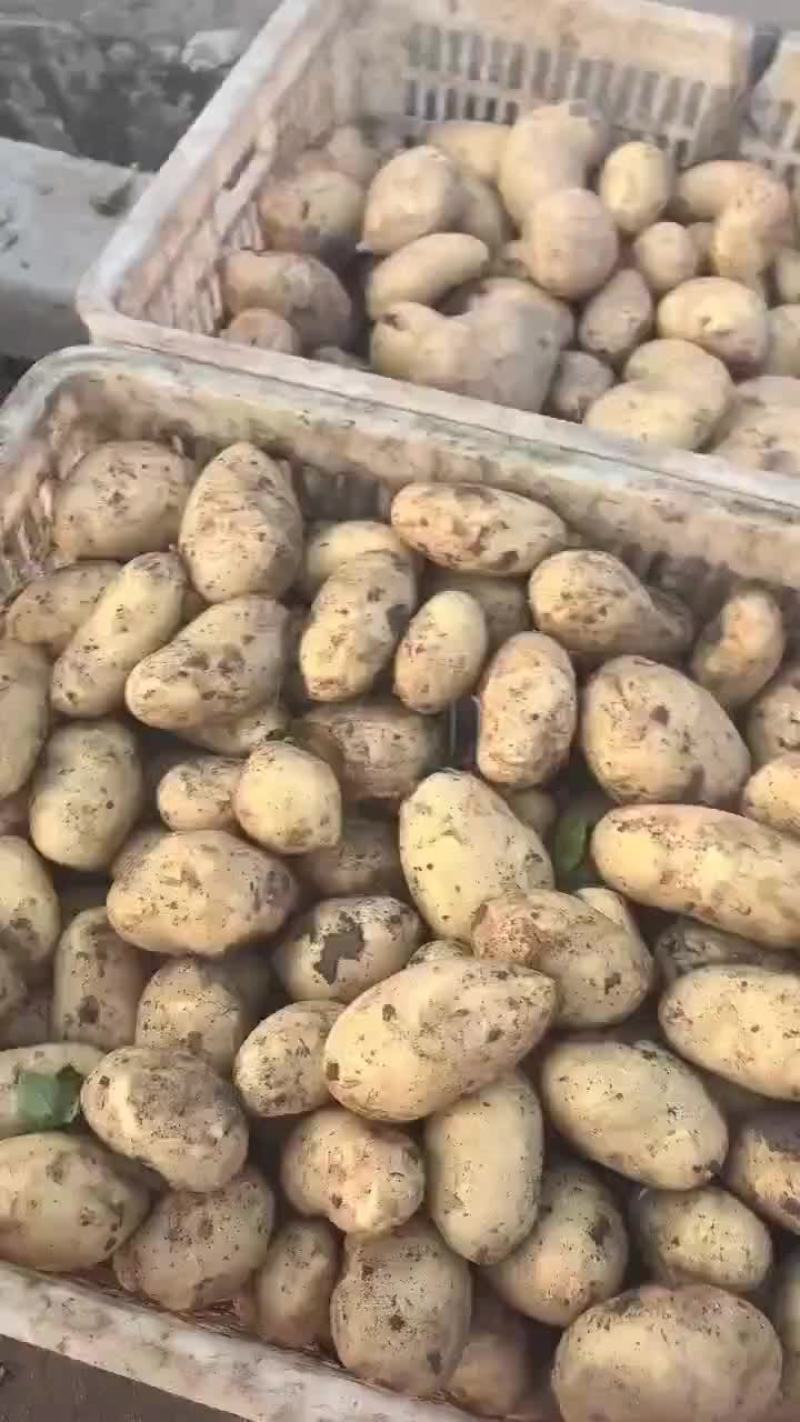 本地中暑，沃土V7大量有货