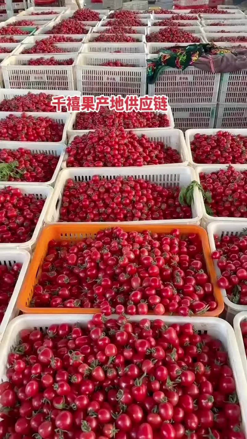 圣女果产地大量直供