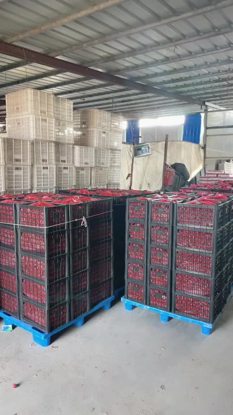 圣女果产地大量直供