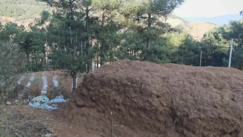 松针