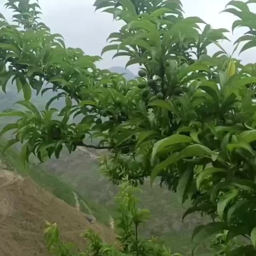 蜂糖李