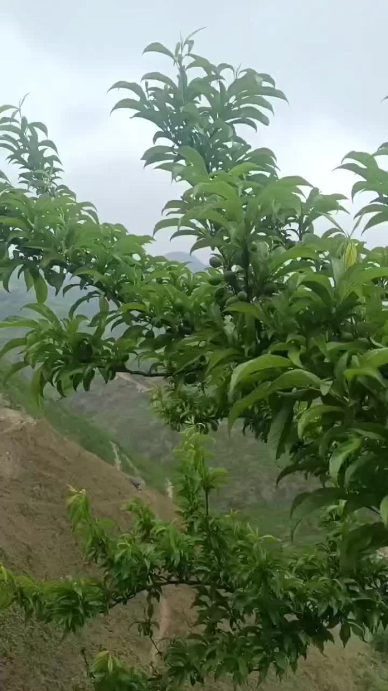 蜂糖李