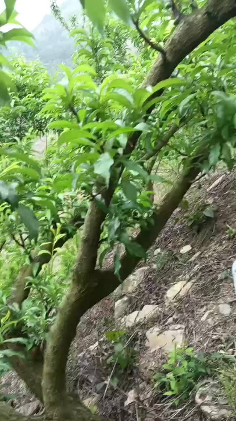 蜂糖李