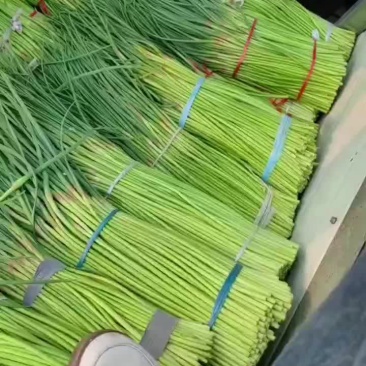 精品红帽蒜薹