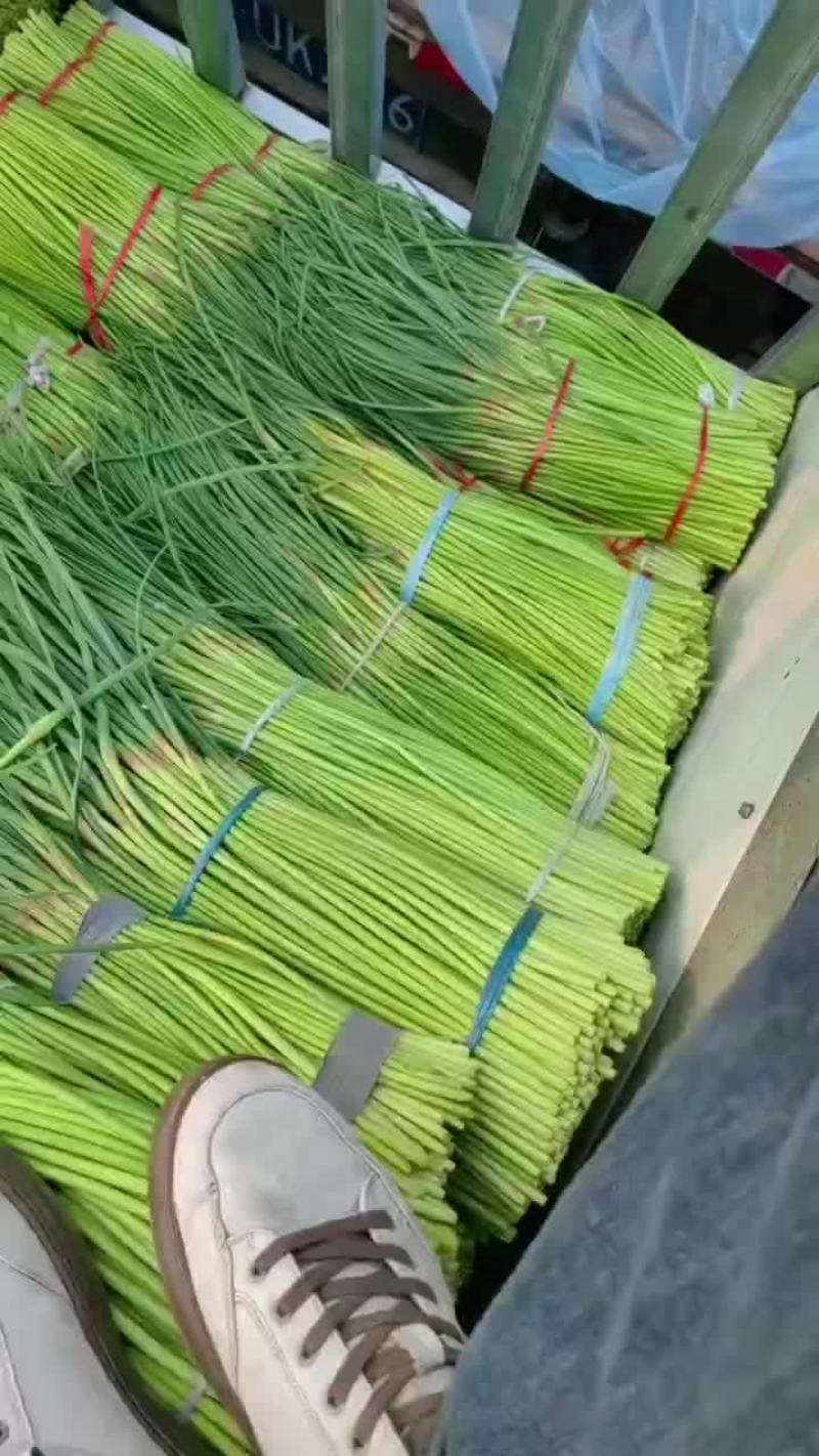 精品红帽蒜薹