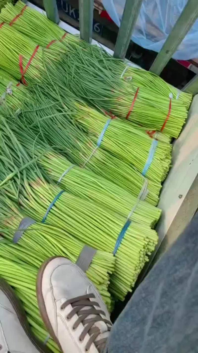 精品红帽蒜薹