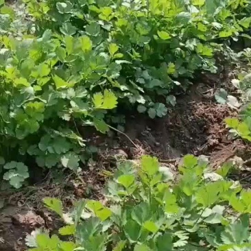 香菜