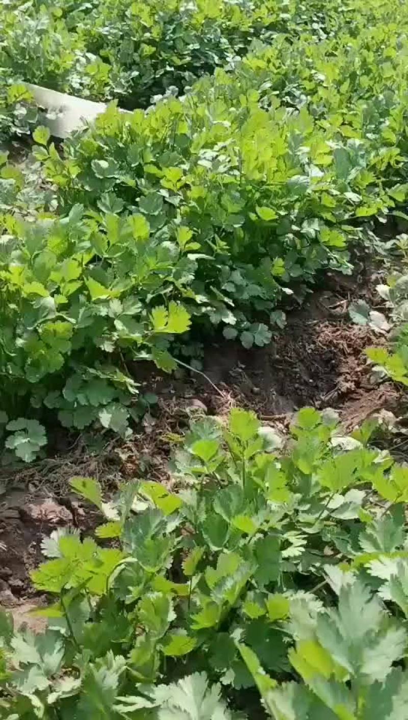 香菜