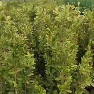 小叶黄杨