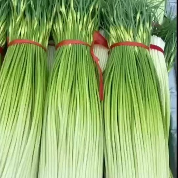 丰县白帽蒜苔大量上市