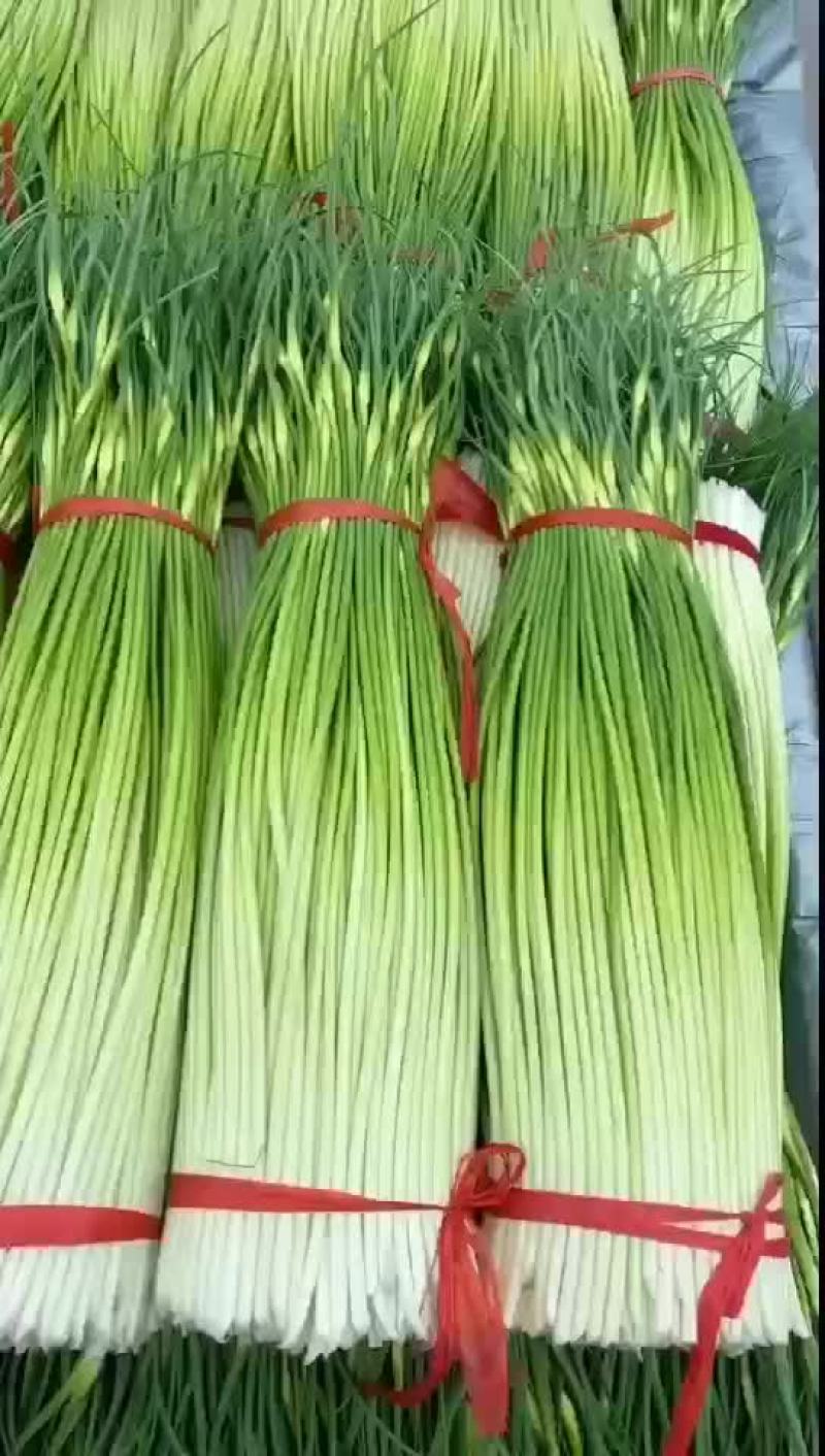 丰县白帽蒜苔大量上市