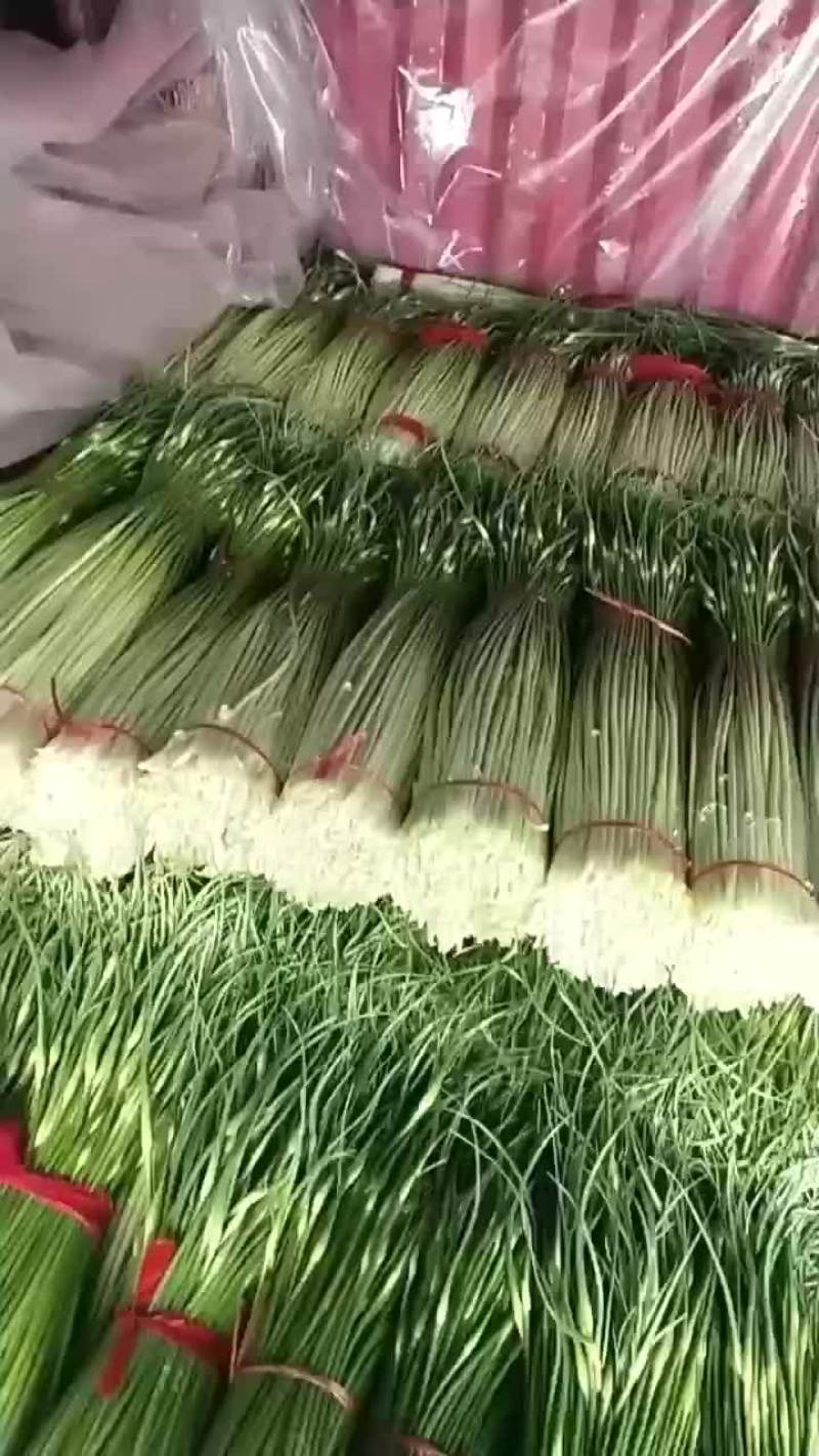 丰县白帽蒜苔大量上市