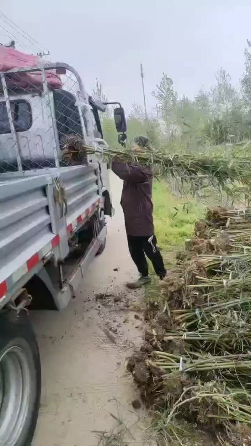 四季竹