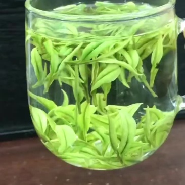 安吉白茶茶浙江安吉县