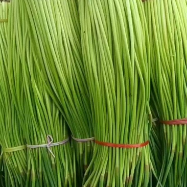 红帽蒜苔干苔，质量漂亮