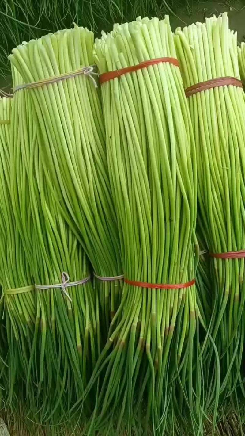 红帽蒜苔干苔，质量漂亮