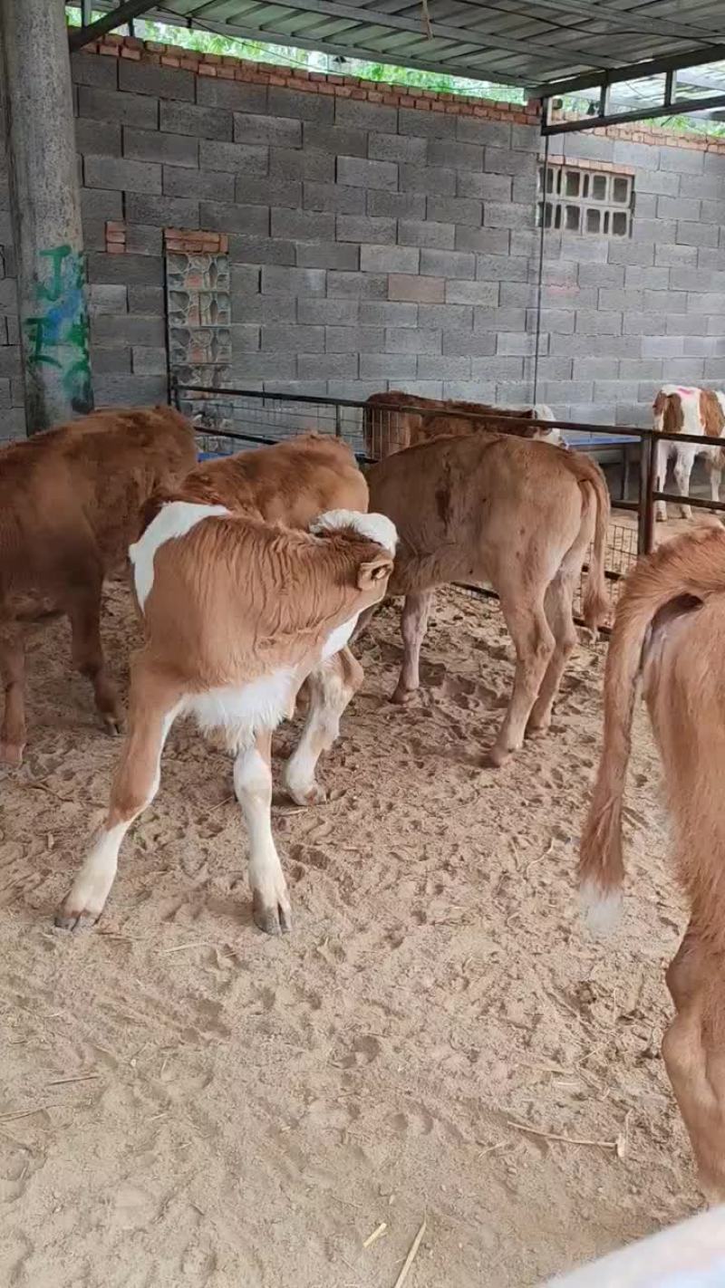 西门塔尔牛犊