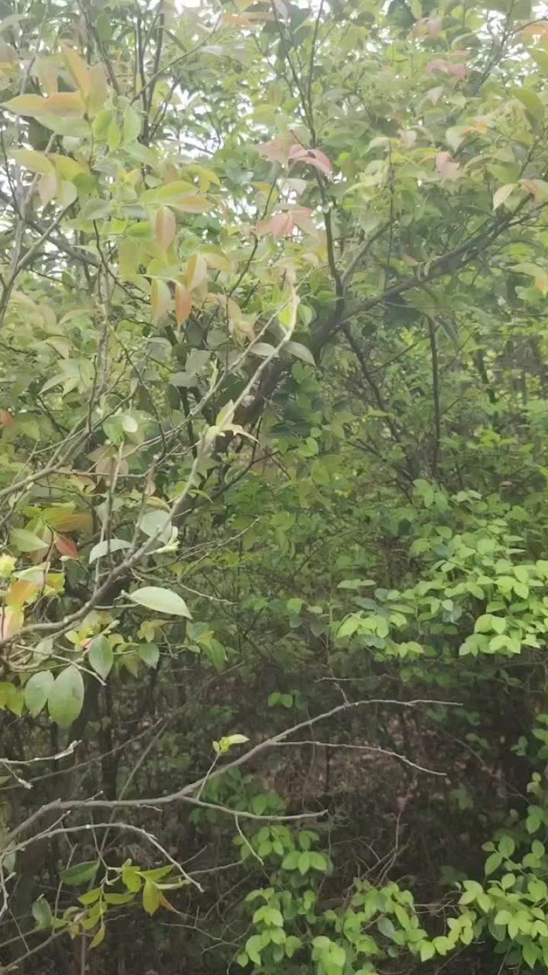 乌米饭叶