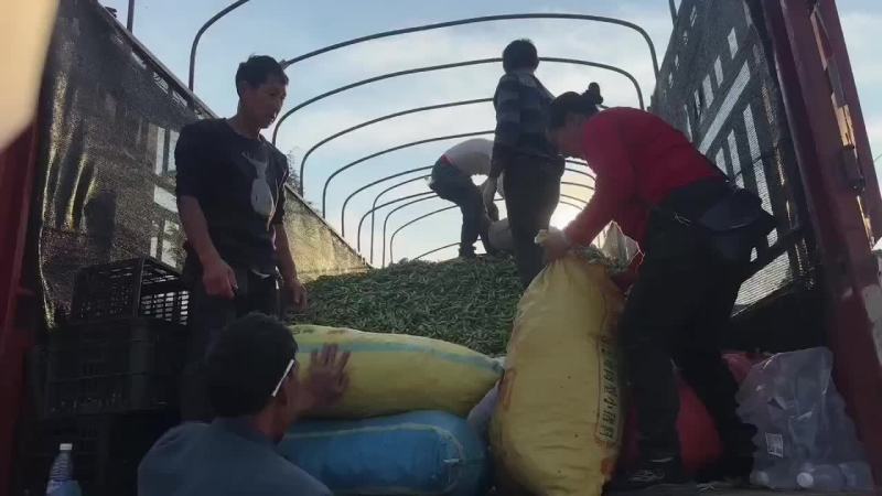 大理洱源胡豆