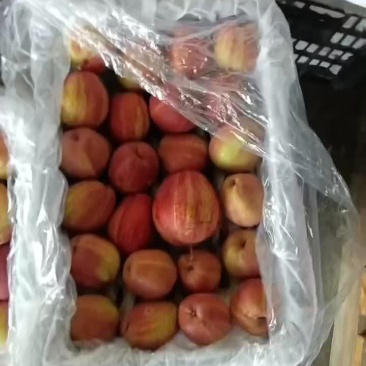 陕西大荔彩虹梨大量供应中