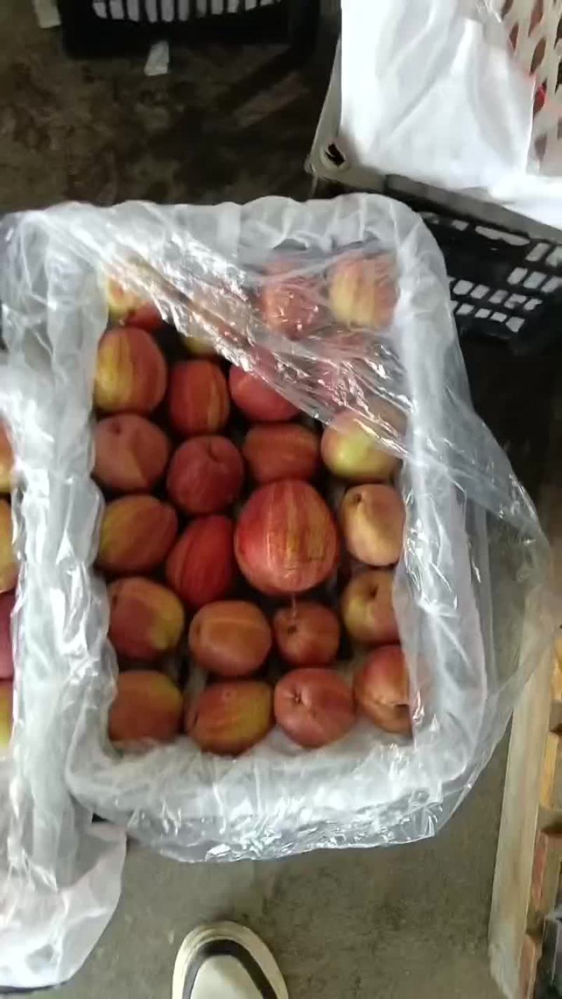 陕西大荔彩虹梨大量供应中